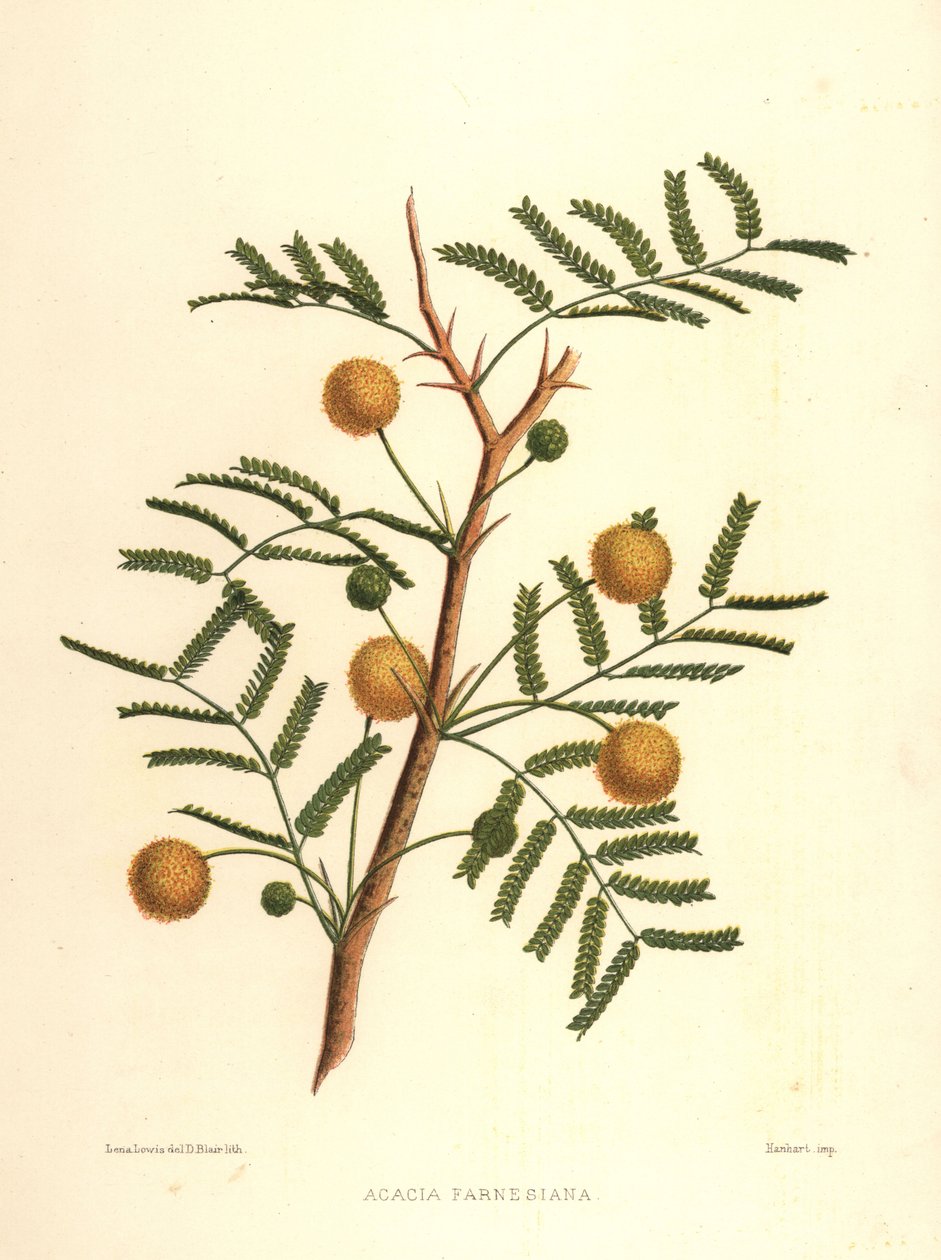 Søt akasie eller nålebusk, Acacia farnesiana av Unknown