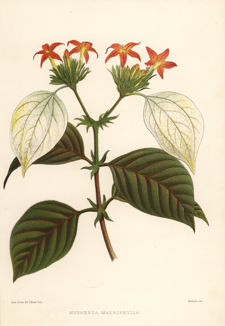 Søtrot, Mussaenda macrophylla av Unknown