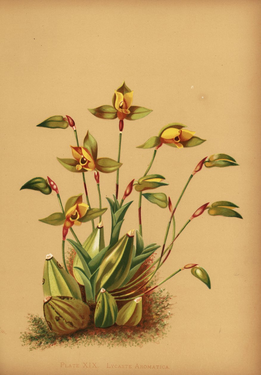 Søtduftende lycaste orkidé, Lycaste aromatica av Unknown