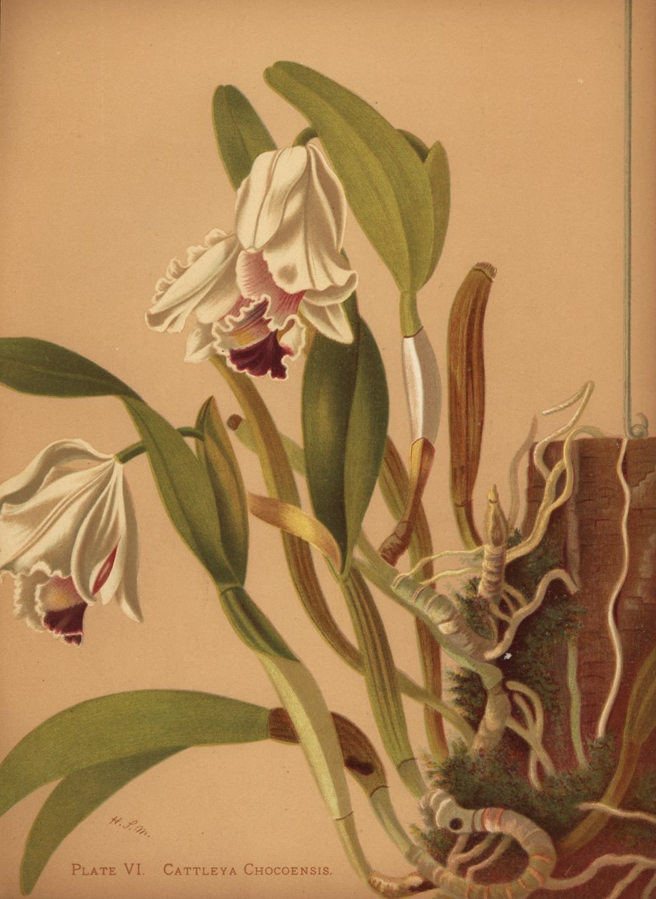 Den vakre cattleya eller azucenas, Cattleya quadricolor av Unknown