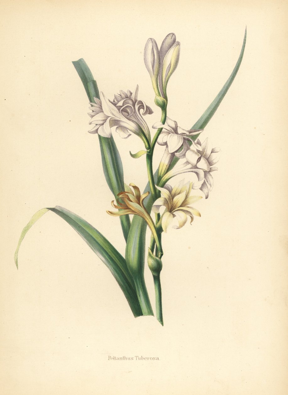 Tuberose, Polianthes tuberosa (Polianthes tuberosa av Unknown