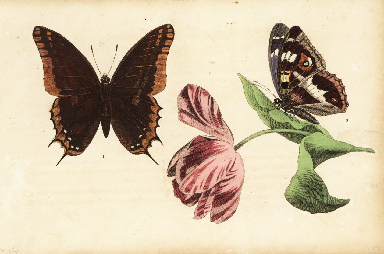 Tohalet pasha, Charaxes jasius 1 og lilla keiser, Apatura iris 2 og tulipan av Unknown