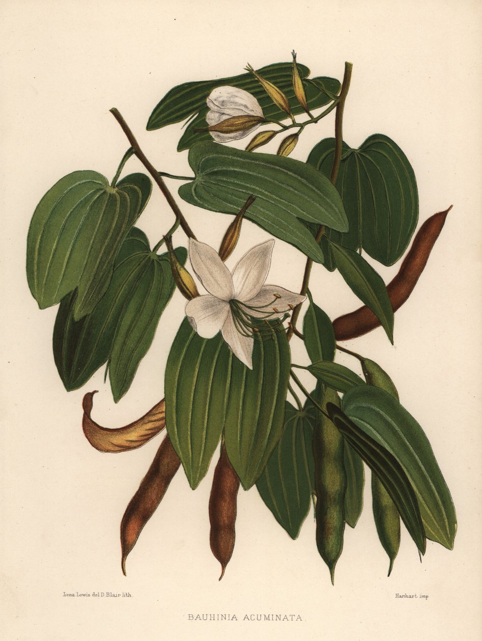 Hvitt orkide-tre, Bauhinia acuminata av Unknown