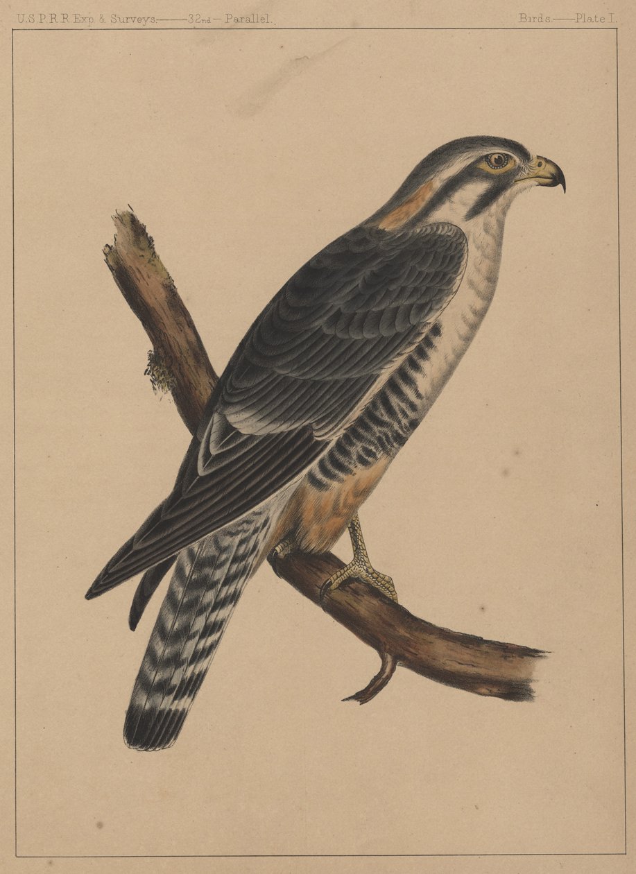 Fugler, Plate I, 1855 av American School