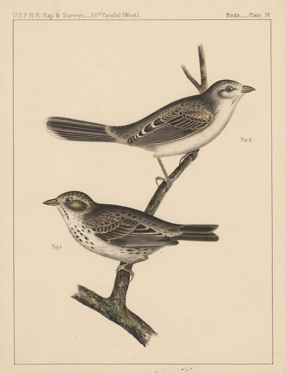 Fugler, plate IV, 1855 av American School
