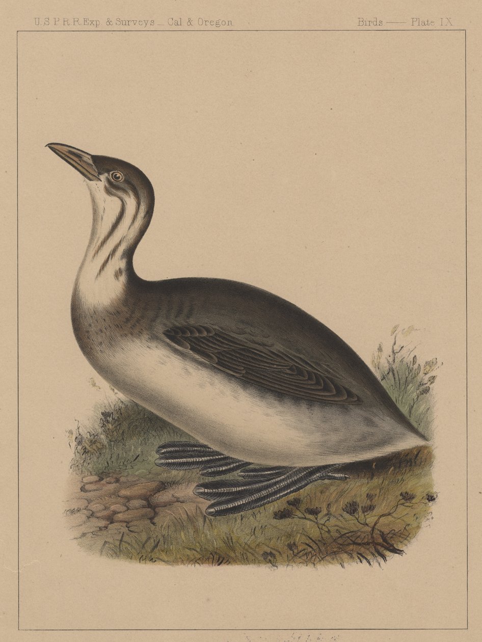 Fugler, plate IX, 1855 av American School