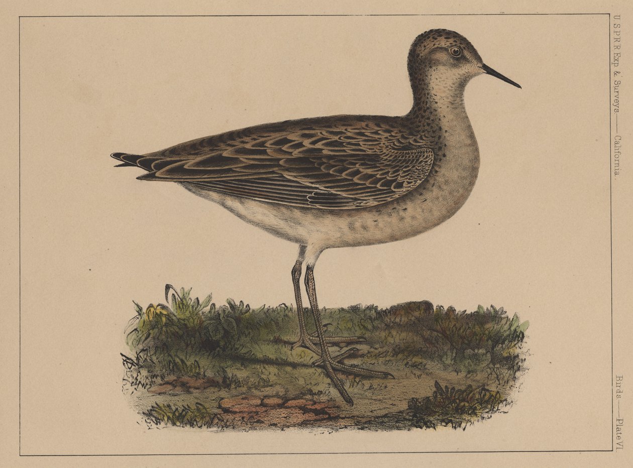 Fugler, plate VI, 1855 av American School