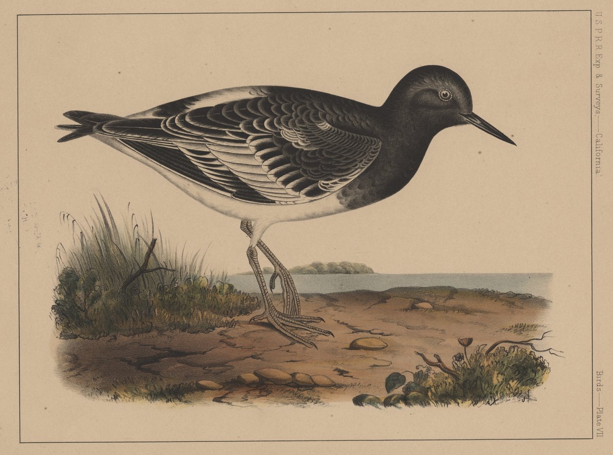 Fugler, plate VII, 1855 av American School