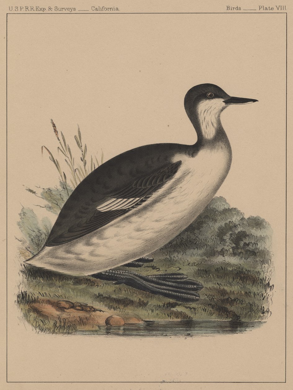 Fugler, plate VIII, 1855 av American School