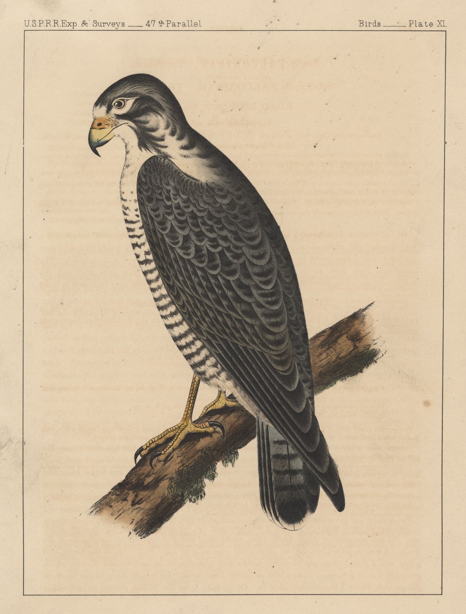 Fugler, plate XI, 1855 av American School