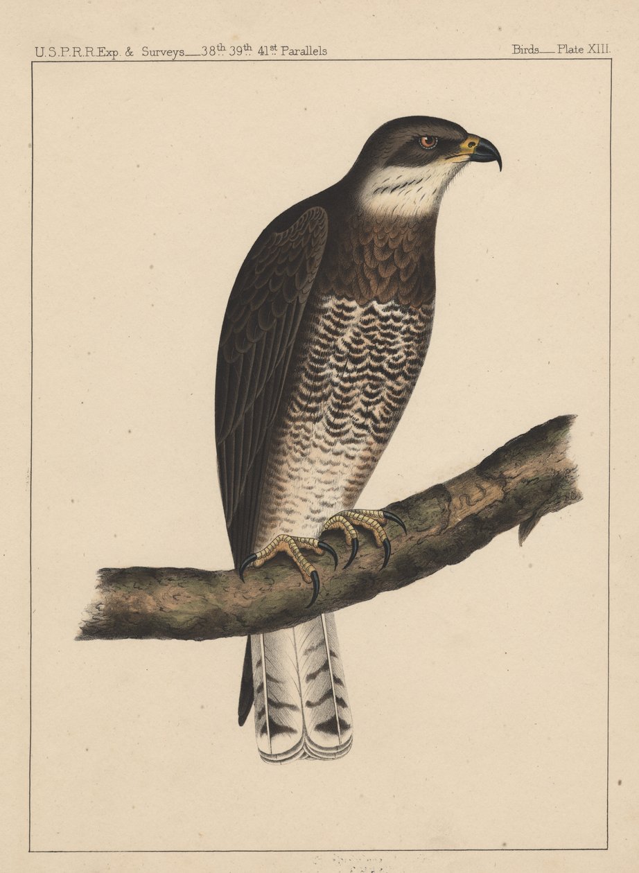 Fugler, plate XIII, 1855 av American School