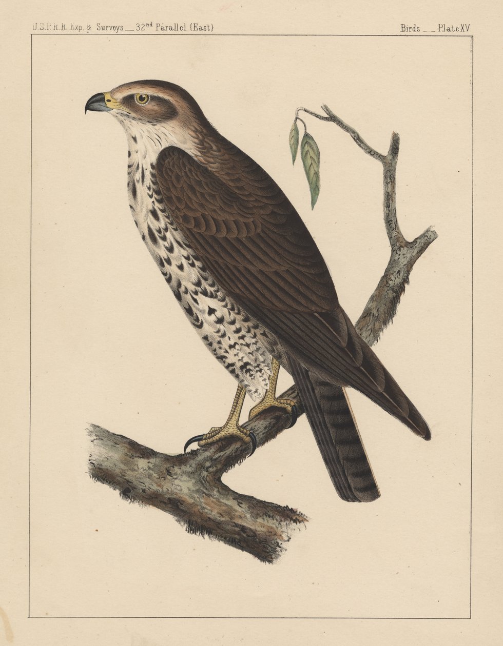 Fugler, plate XV, 1855 av American School