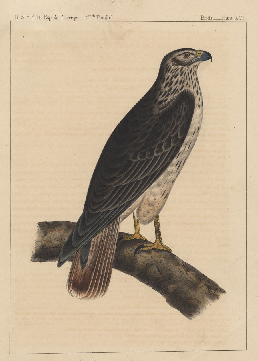 Fugler, plate XVI, 1855 av American School
