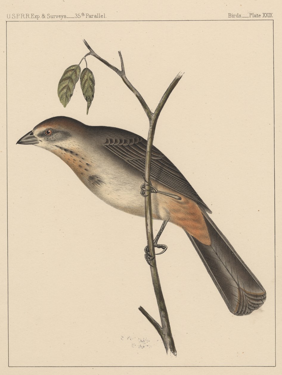 Fugler, plate XXIX, 1855 av American School