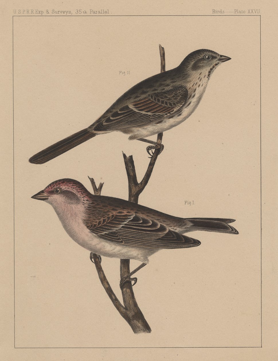 Fugler, plate XXVII, 1855 av American School