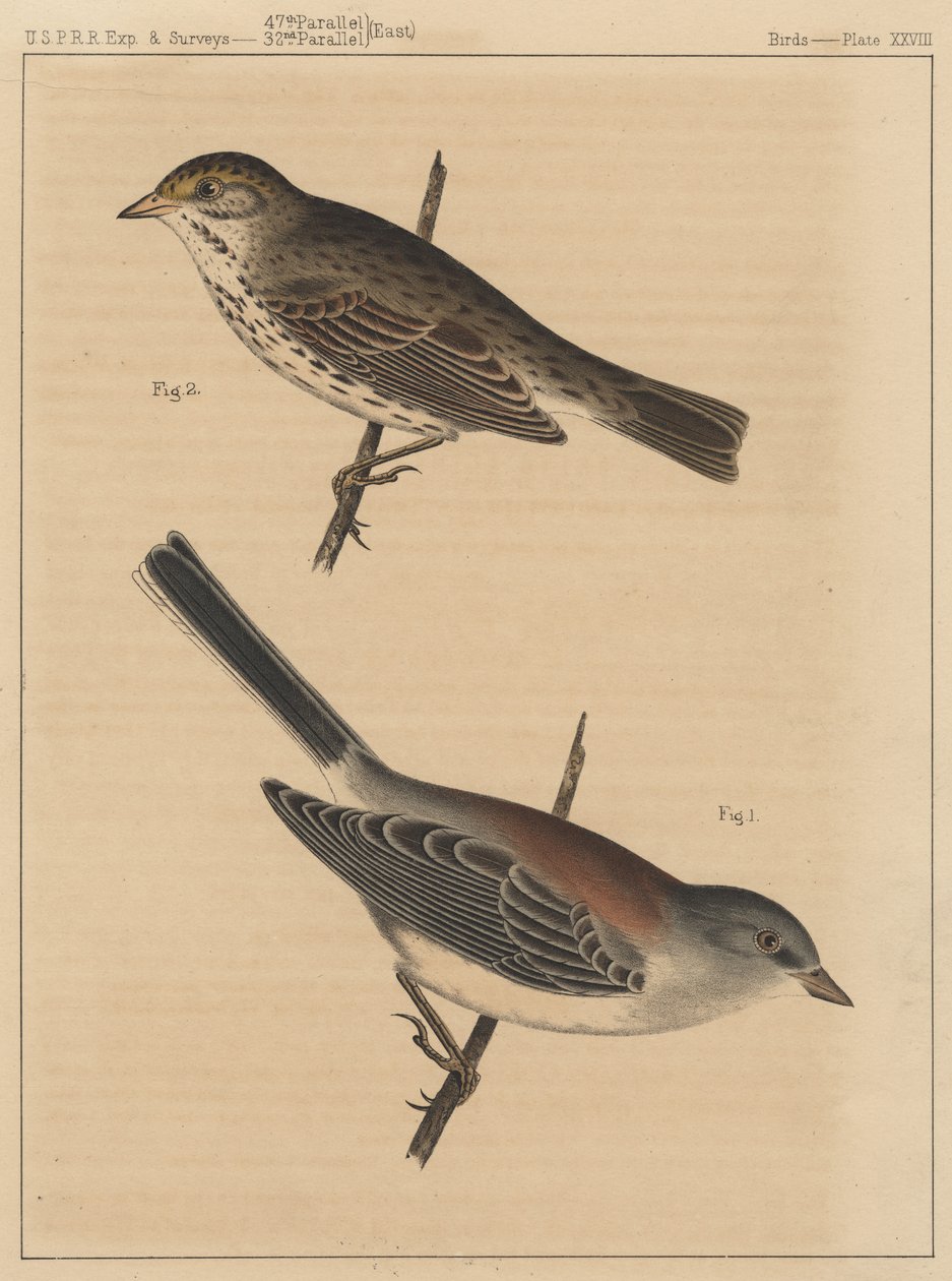 Fugler, plate XXVIII, 1855 av American School