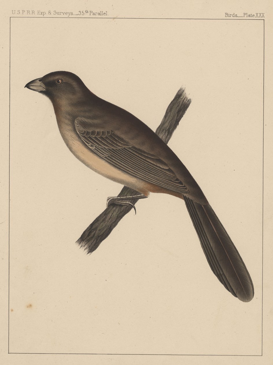 Fugler, plate XXX, 1855 av American School