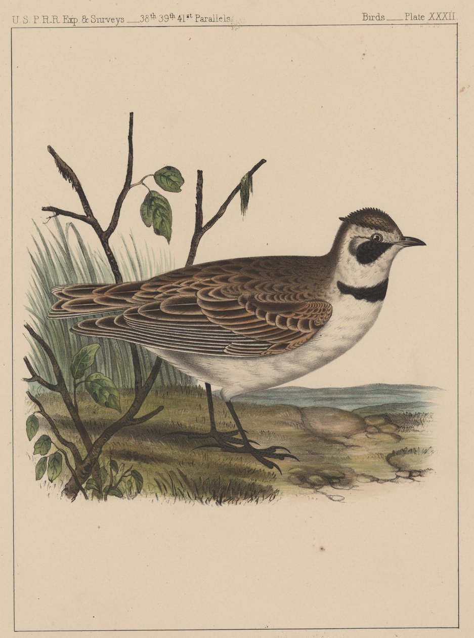 Fugler, plate XXXII, 1855 av American School