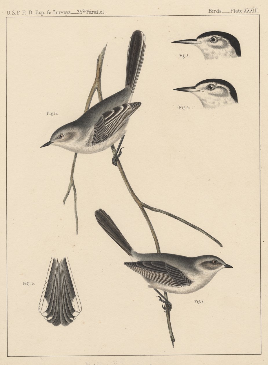 Fugler, plate XXXIII, 1855 av American School