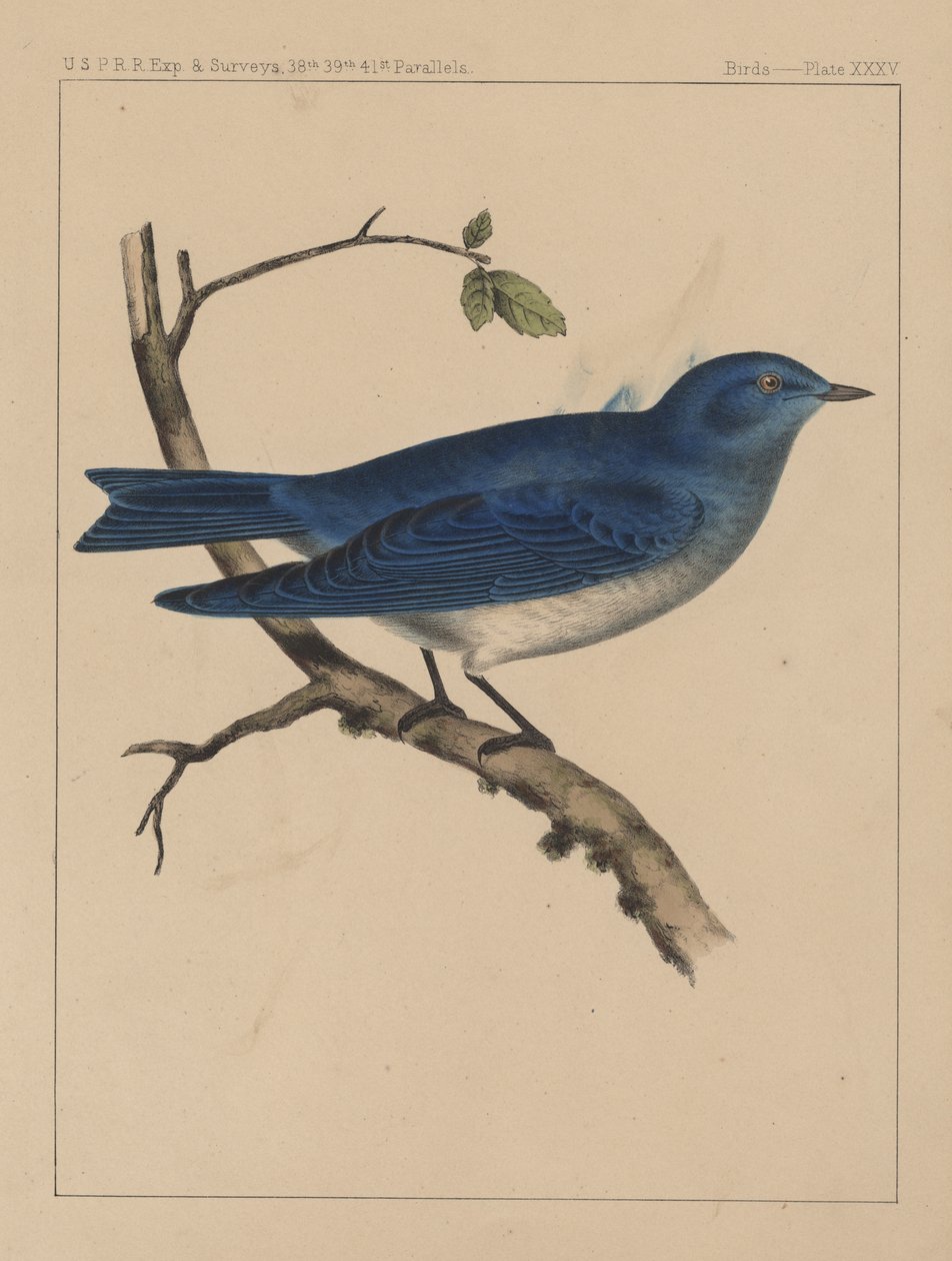 Fugler, plate XXXV, 1855 av American School