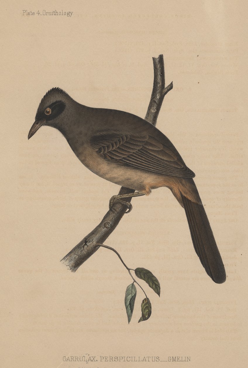 Garrulax Perspicillatus (Gmelin), 1855 av American School