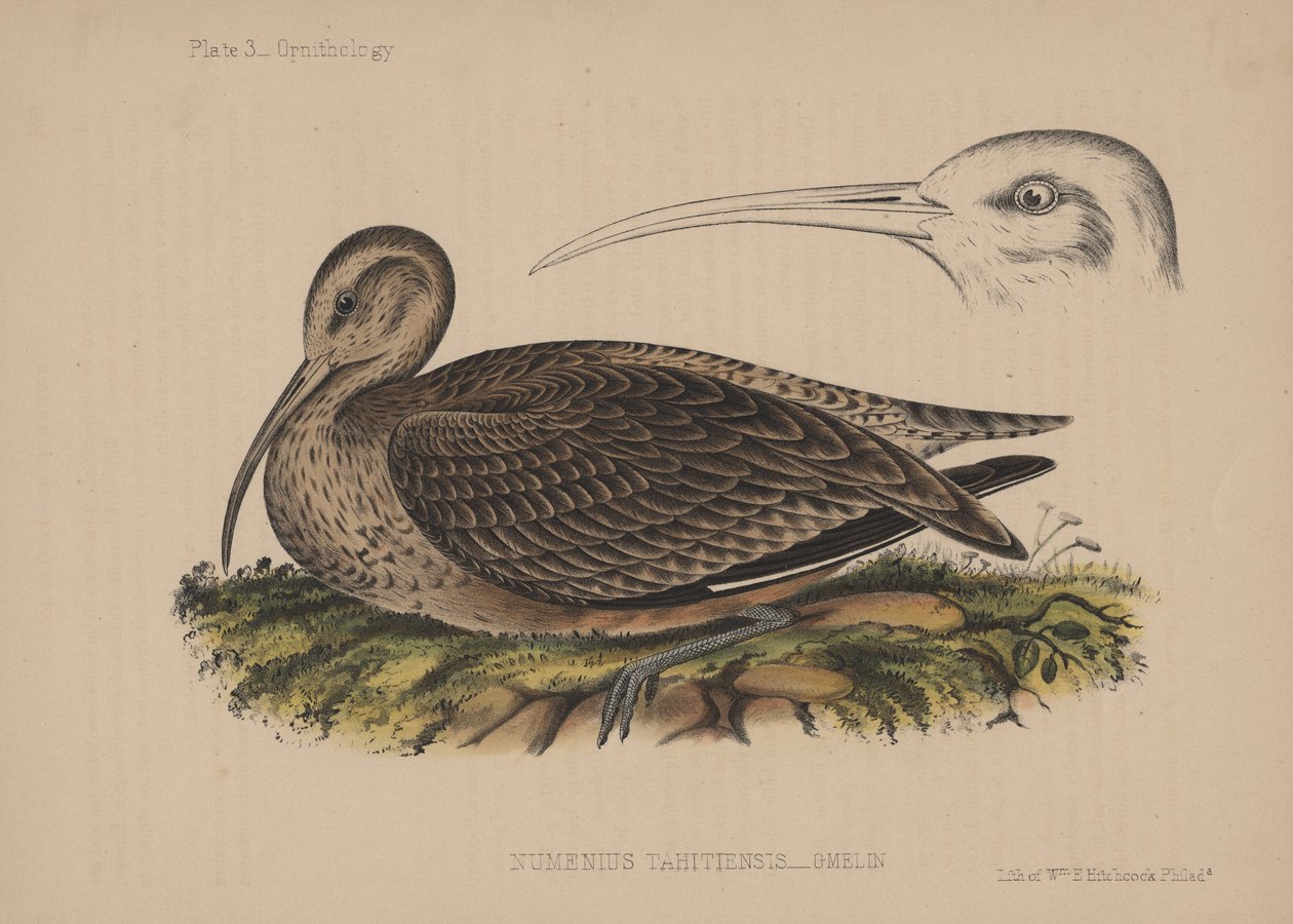 Numenius Tahitiensis (Gmelin), 1855 av American School