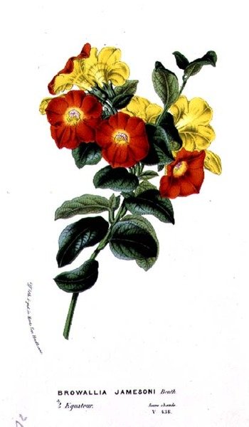 Browallia Jamesoni, fra Horto Van Houtteano av Louis van Houtte (1810-76) ca. 1860 av Belgian School