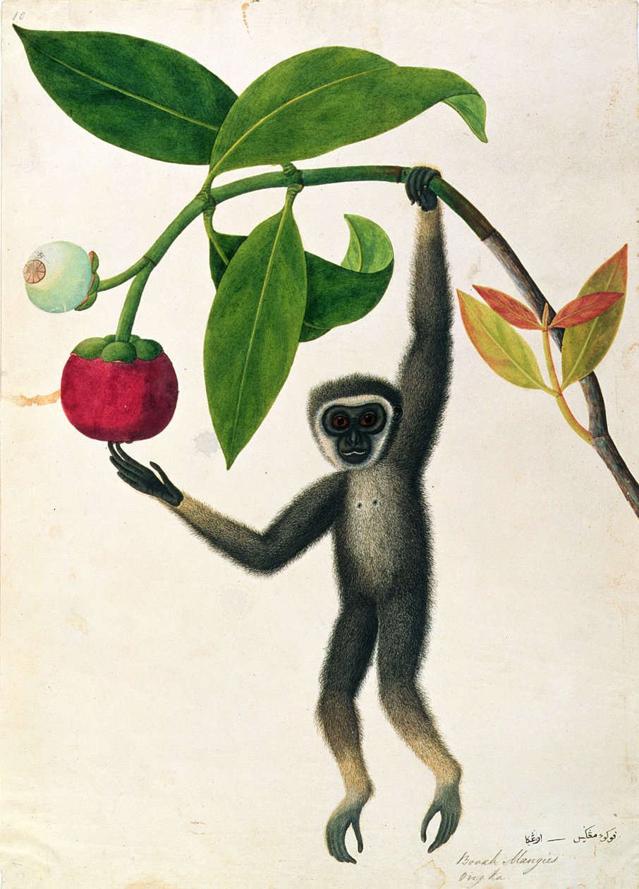 En smidig gibbon eller svarthendt gibbon, fra tegninger av dyr, insekter og reptiler fra Malacca, ca. 1805-18 (wc og gouache på papir) av Chinese School