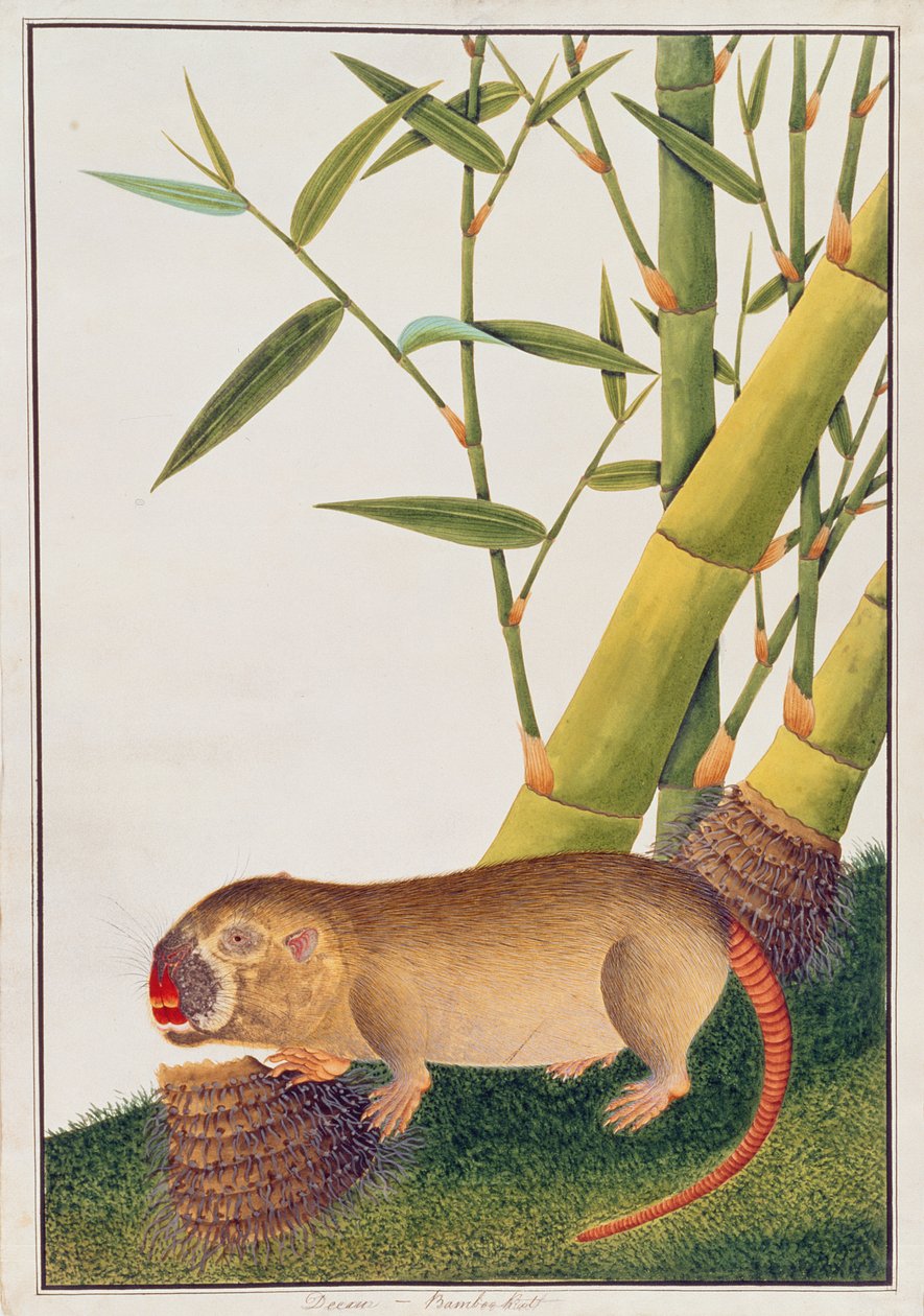 Bambusrotte, dekan, fra tegninger av dyr, insekter og reptiler fra Malacca, ca. 1805-18 (wc og gouache på papir) av Chinese School