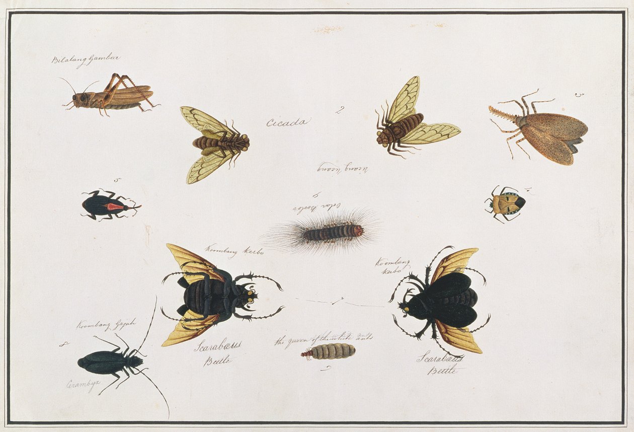 Bilalang Gambur, Cicada, Koombang Kerbo, Koombang Gajah, Scaraboeus Beetle, Ucanucang, fra Tegninger av dyr, insekter og reptiler fra Malacca, ca. 1805-18 (wc og gouache på papir) av Chinese School