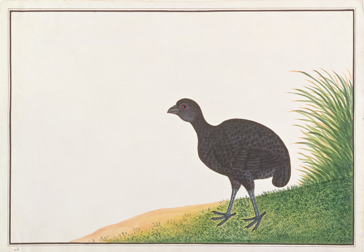 Black Partridge, fra Drawings of Birds from Malacca, ca. 1805-18 (wc på papir) av Chinese School