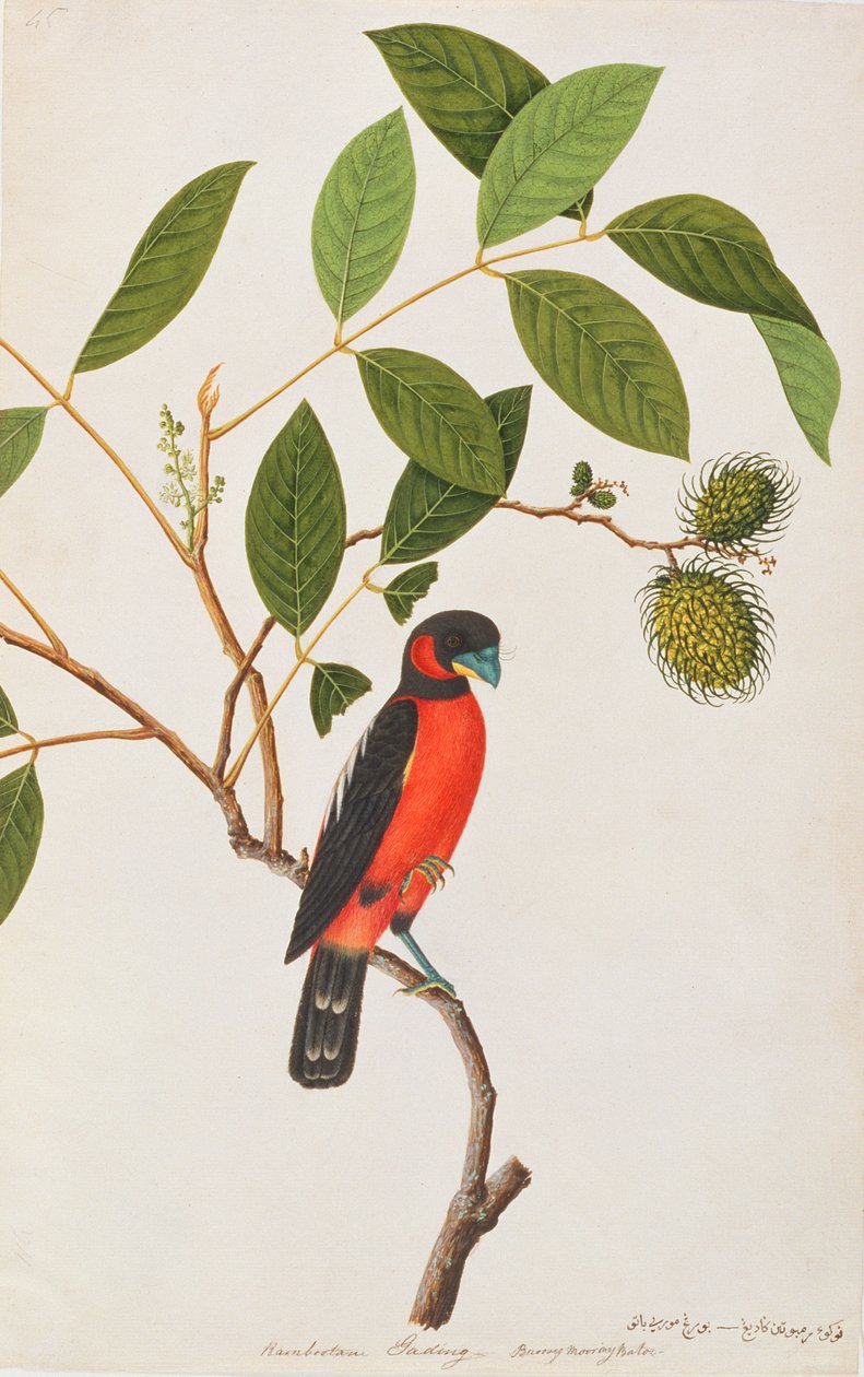 Svart-og-rød brednebb, fra Tegninger av fugler fra Malacca, ca. 1805-18 (wc på papir) av Chinese School