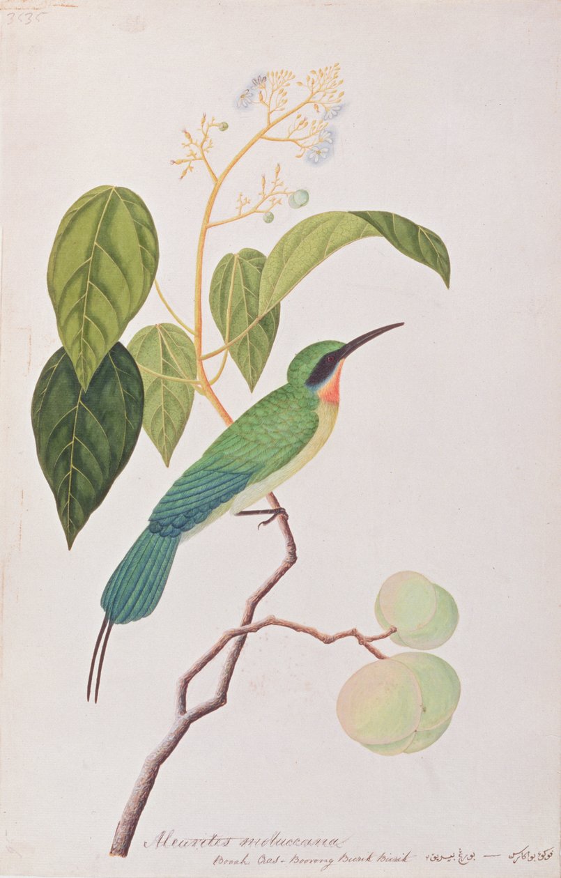 Blåhalebieter, fra Tegninger av fugler fra Malacca, ca. 1805-18 (wc på papir) av Chinese School