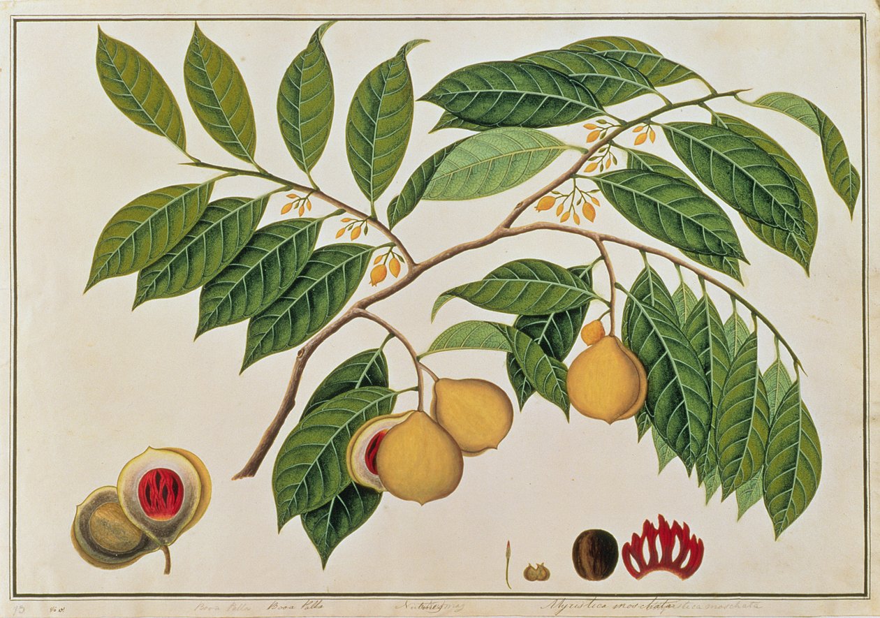 Booa Palla eller muskatnøtt, fra tegninger av planter fra Malacca, ca. 1805-18 (wc på papir) av Chinese School