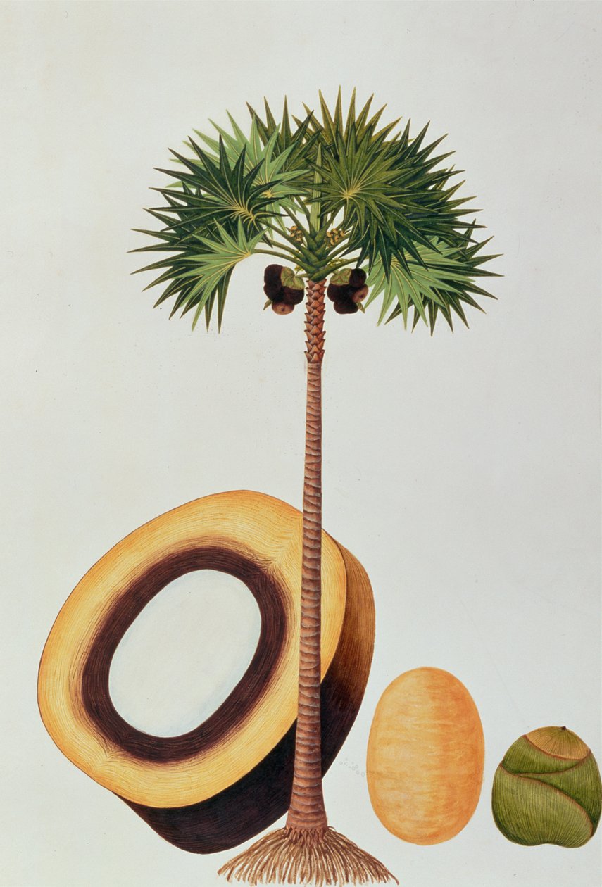 Booah Lontar eller Palmyra Borassus, fra Drawings of Plants from Malacca, ca. 1805-18 (wc på papir) av Chinese School