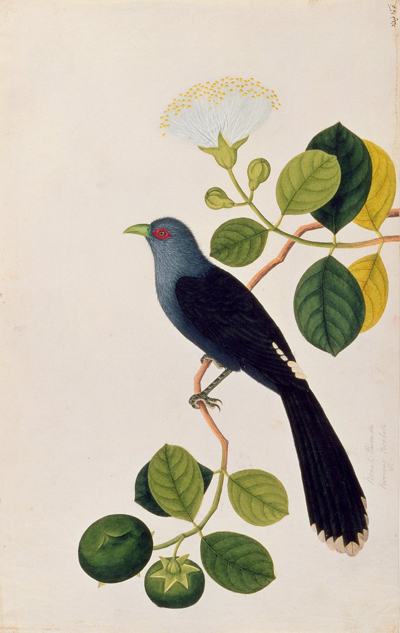 Booah Piedada, Boorong Boobote, fra Drawings of Birds from Malacca, ca. 1805-18 (wc på papir) av Chinese School