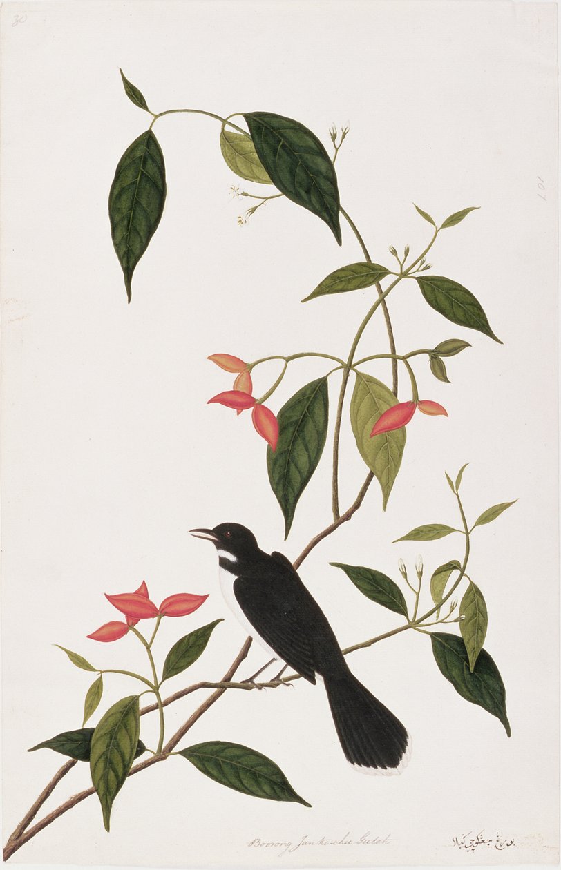 Kjedelig Janke-cheeR utah, fra Drawings of Birds from Malacca, ca. 1805-18 (wc på papir) av Chinese School