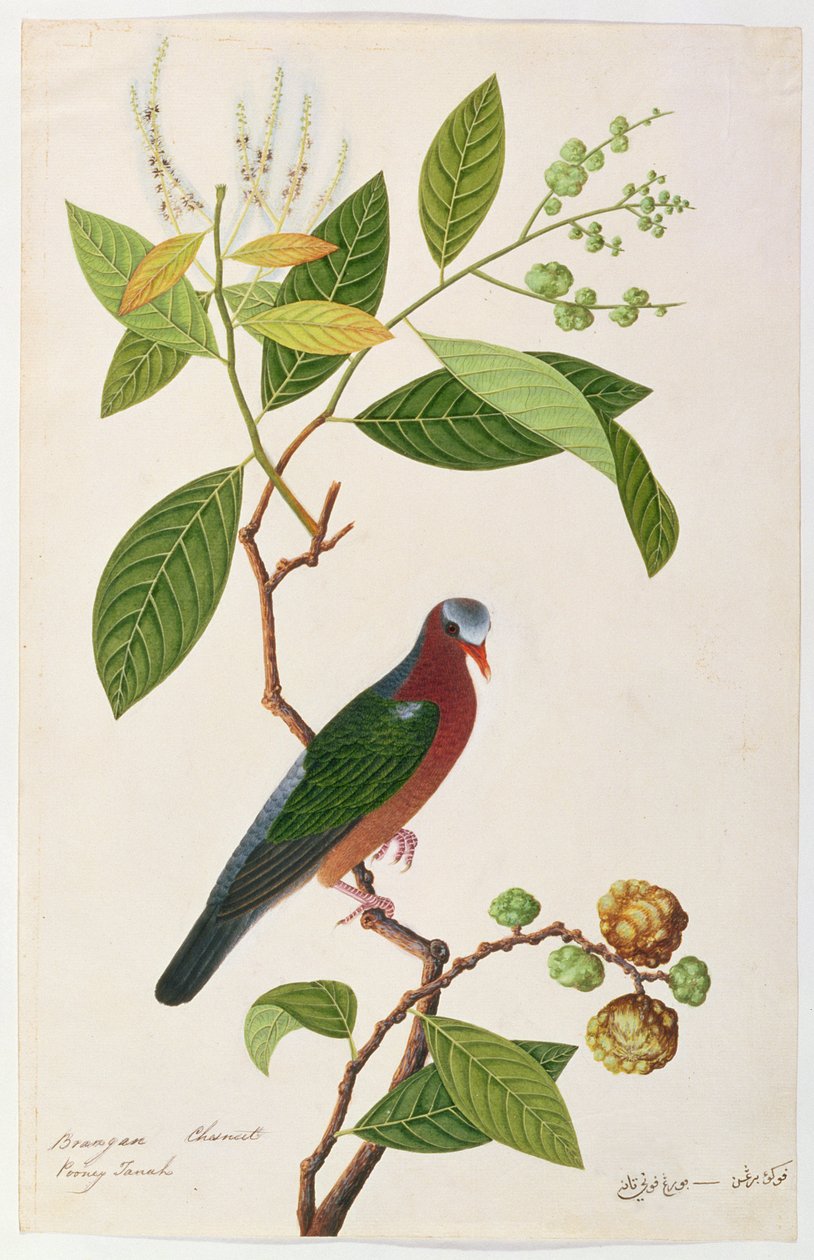 Brangan Chestnut, Pooney Tanah, fra Drawings of Birds from Malacca, ca. 1805-18 (wc på papir) av Chinese School