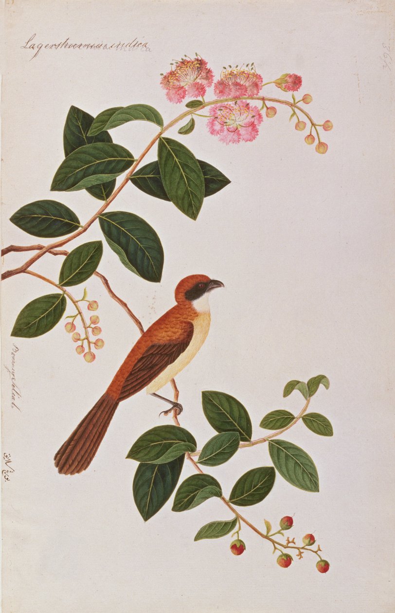 Brown Shrike, fra Drawings of Birds from Malacca, ca. 1805-18 (wc på papir) av Chinese School