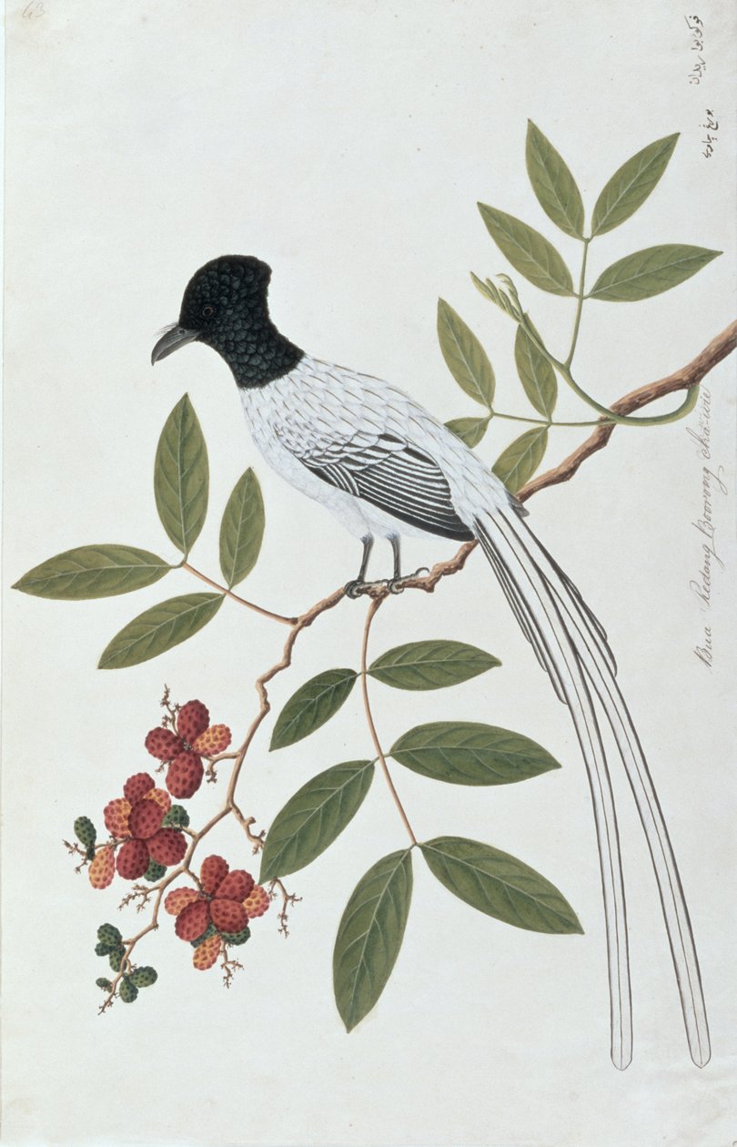 Bua Redang Boorong cha-wie, fra Drawings of Birds from Malacca, ca. 1805-18 (wc på papir) av Chinese School