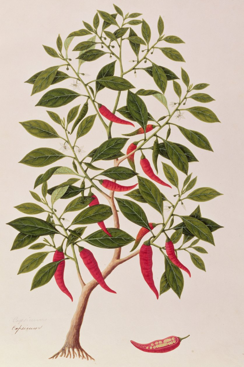 Chilly eller Capsicum, tegninger av planter fra Malacca, ca. 1805-18 (wc på papir) av Chinese School