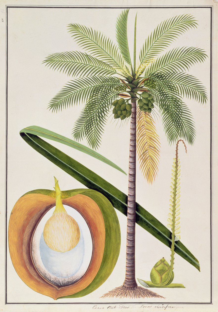 Cocoa Nut Tree, fra tegninger av planter fra Malacca, ca. 1805-18 (wc på papir) av Chinese School
