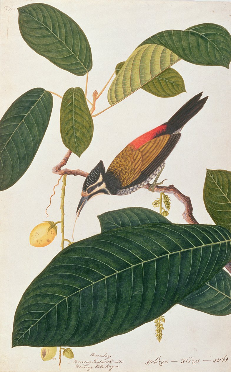 Vanlig gullrygg, fra Tegninger av fugler fra Malacca, ca. 1805-18 (wc på papir) av Chinese School
