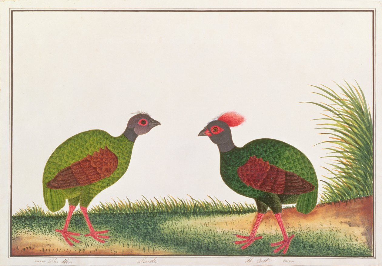 Crested Wood-rapphøne, høne og hane, fra tegninger av fugler fra Malacca, ca. 1805-18 (wc på papir) av Chinese School