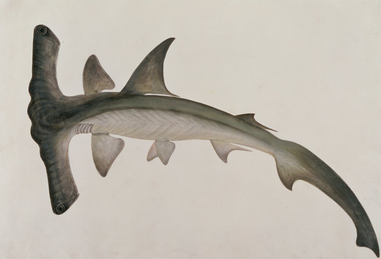 Eeoo Tando, fra Drawings of Fishes from Malacca, ca. 1805-18 (wc på papir) av Chinese School