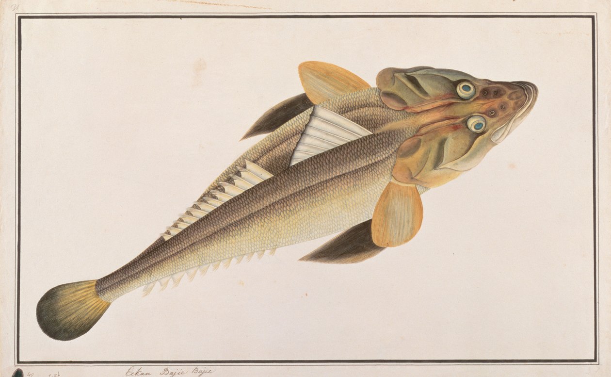 Flathead, fra Drawings of Fishes from Malacca, ca. 1805-18 (wc på papir) av Chinese School