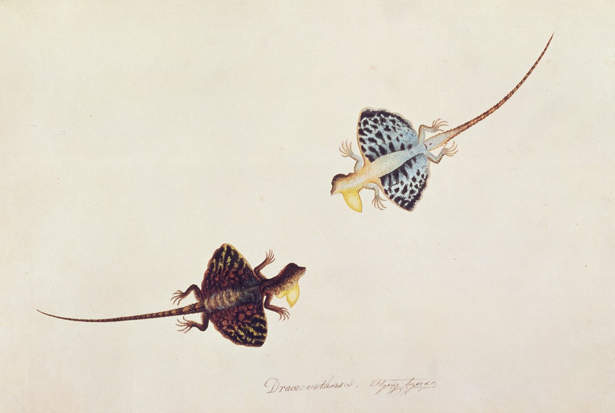 Flying Lizard, Draco volans, Sumpah Sumpah, fra Tegninger av dyr, insekter og reptiler fra Malacca, ca. 1805-18 (wc og gouache på papir) av Chinese School