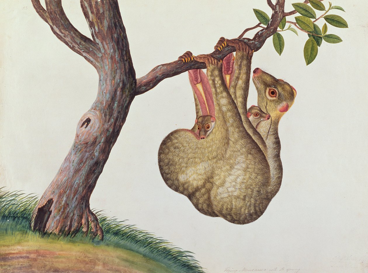 Flying Maucauco med ungene sine, fra Tegninger av dyr, insekter og reptiler fra Malacca, ca. 1805-18 (wc og gouache på papir) av Chinese School