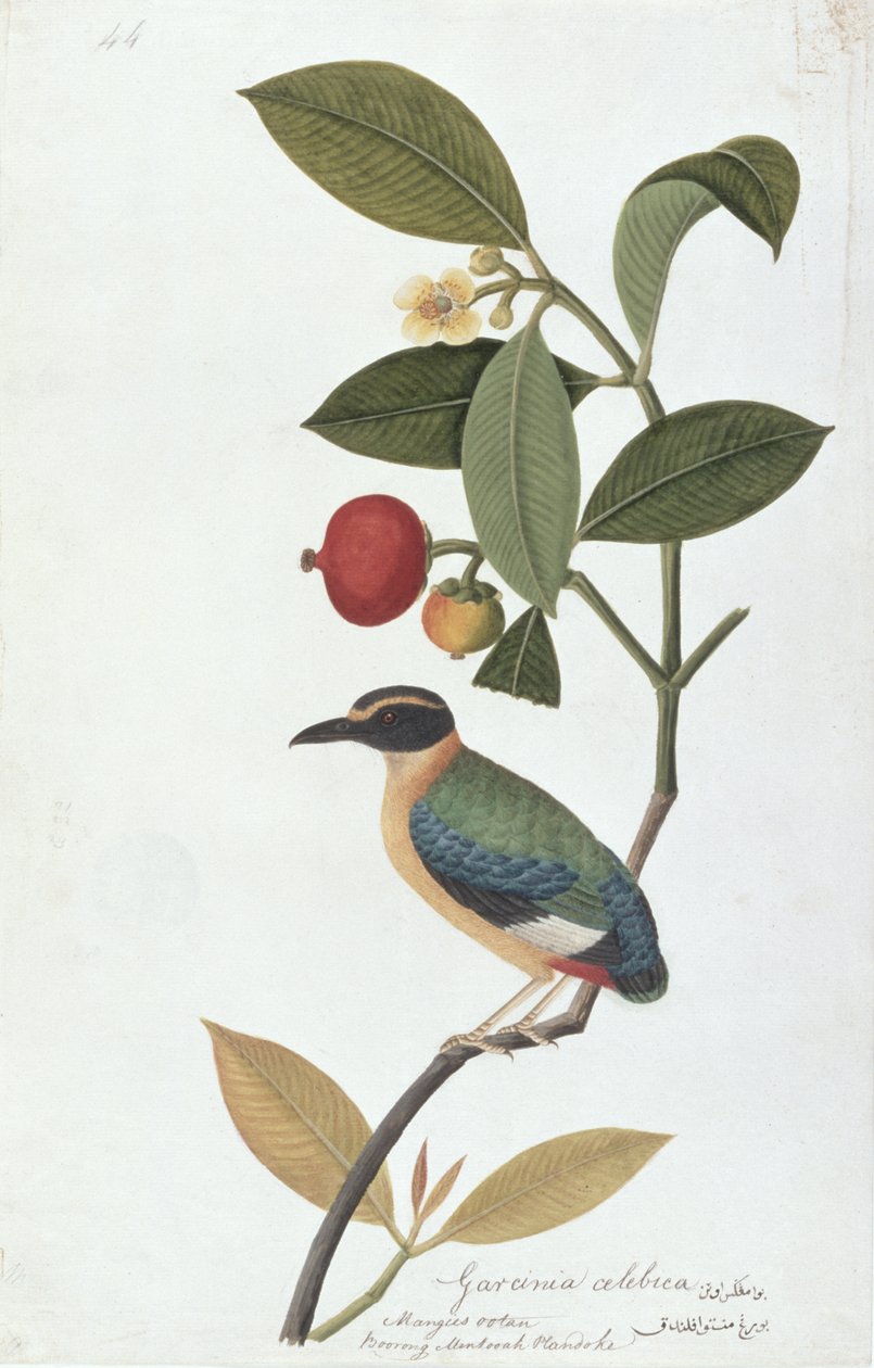 Garcinia celebica, Mangies ootan, Bourong Mentooah Plandoka, fra Drawings of Birds from Malacca, ca. 1805-18 (wc på papir) av Chinese School