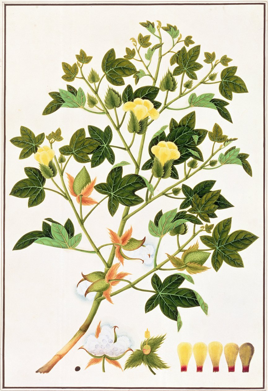 Gopypium Arboreum eller Cotton Plant, ca. 1805-18 (wc på papir) av Chinese School